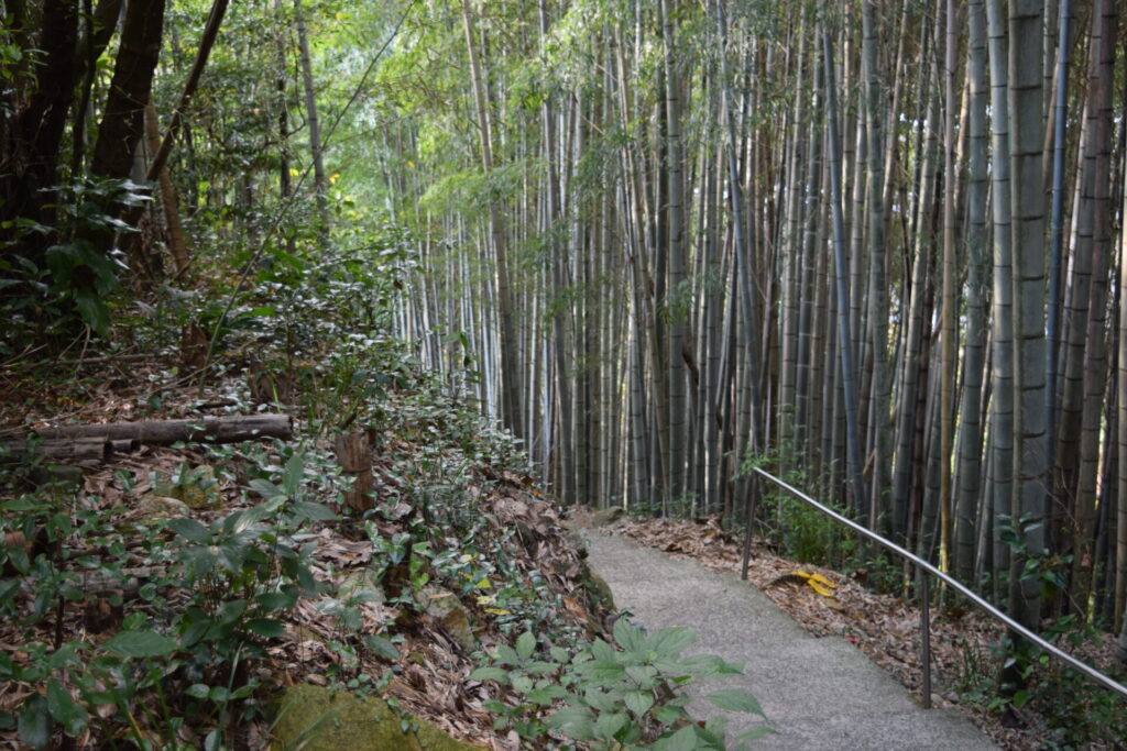 神龍八大龍王神社-竹