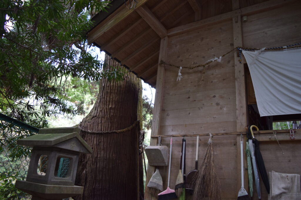 神龍八大龍王神社-御神樹