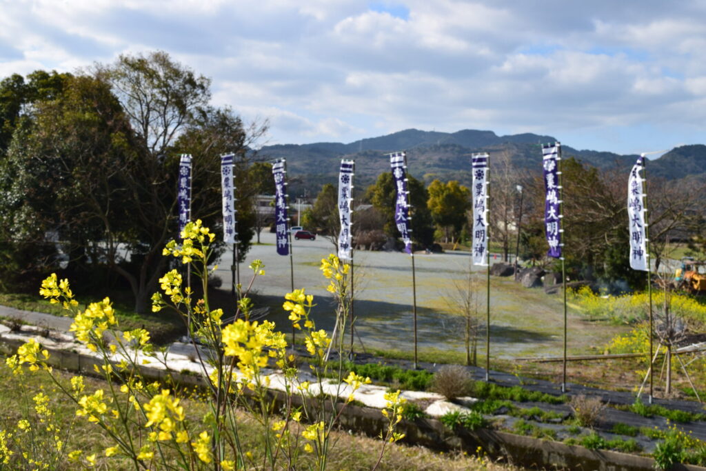 粟嶋神社-菜の花
