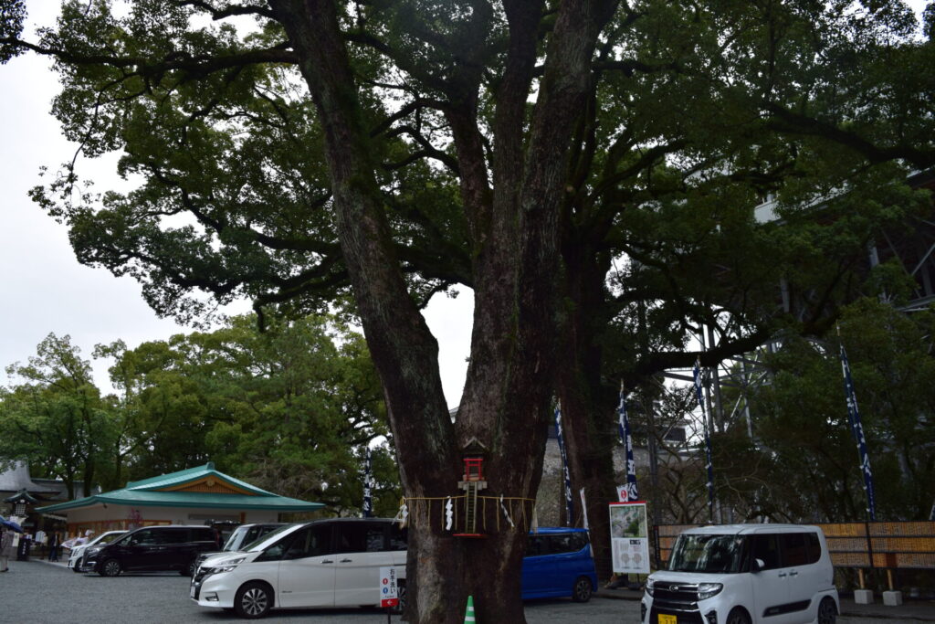 加藤神社-御神木