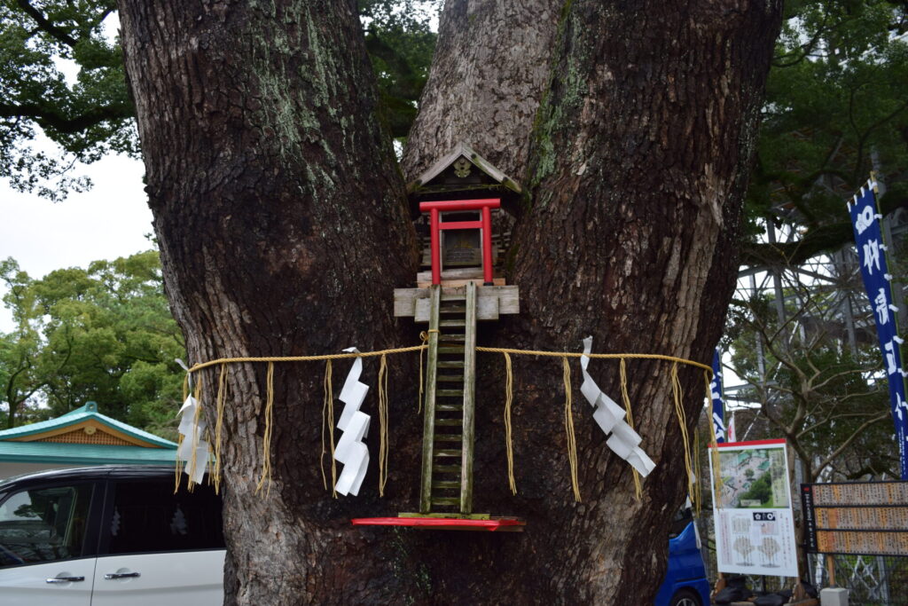加藤神社-御神木2