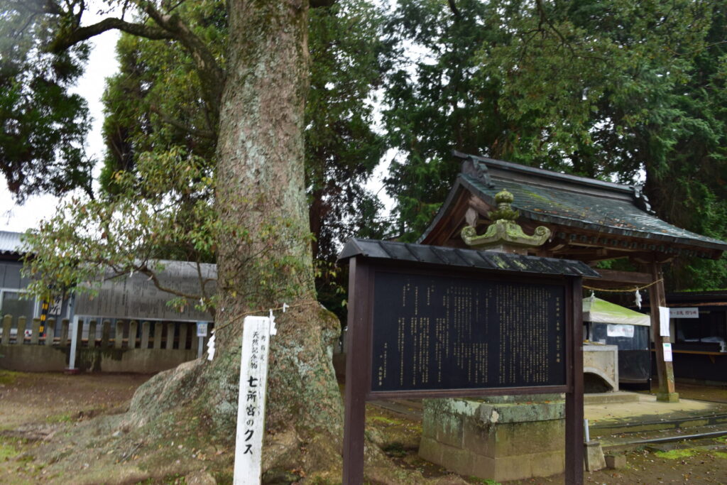 七所宮（宮地神社）-楠木