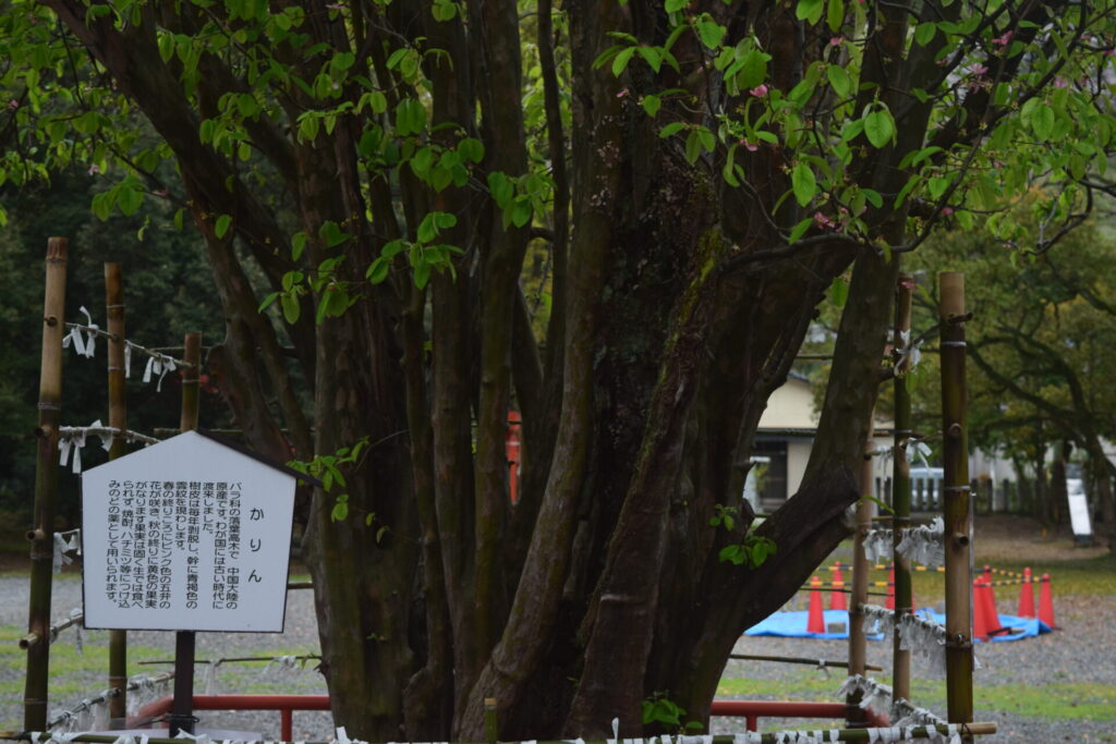 八代神社_果林