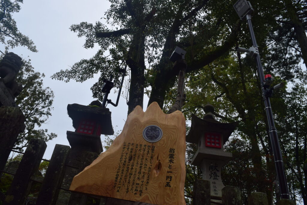 青井阿蘇神社_招霊木