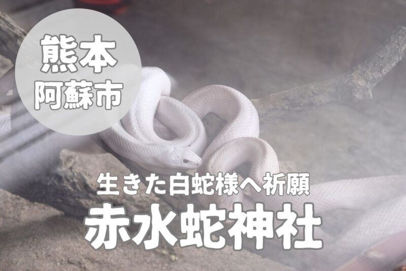 【赤水蛇石神社】金運のご利益が溢れる白蛇を祀った阿蘇スポット