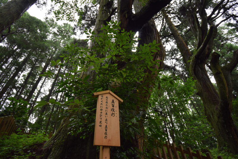 幣立神宮の森_五百枝杉2