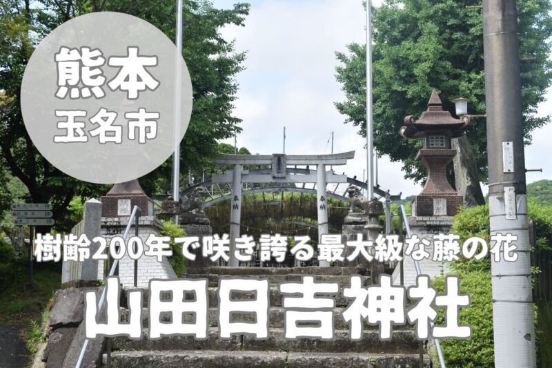 【山田日吉神社】4月~5月に咲き誇る樹齢200年の藤の花神社