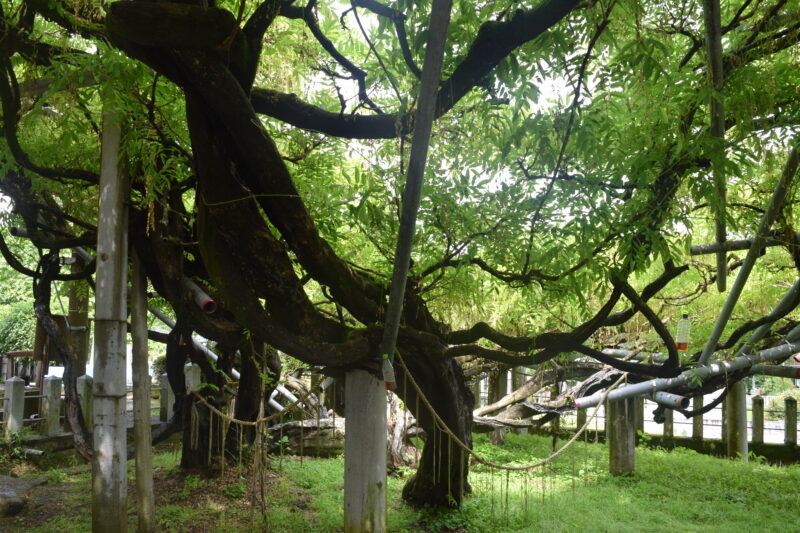 山田日吉神社_御神樹