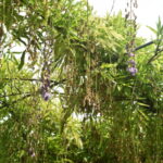 山田日吉神社_ギャラリー3