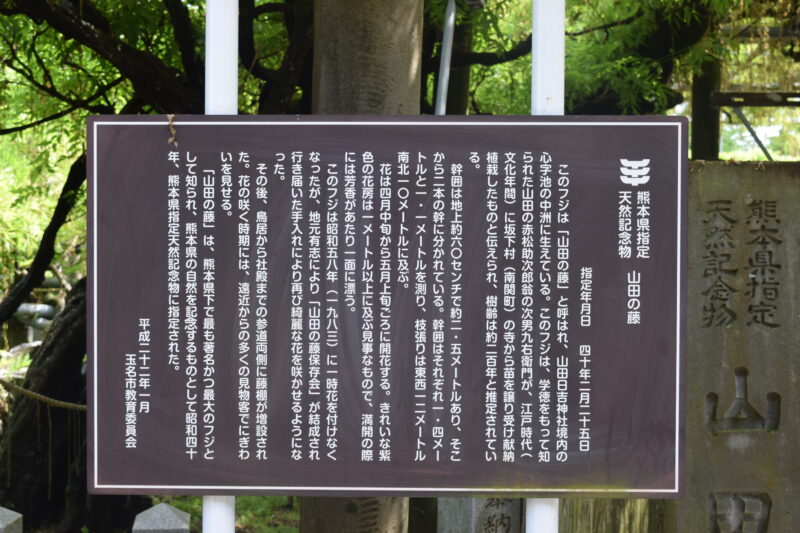 山田日吉神社_山田の藤