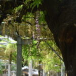 山田日吉神社_ギャラリー4