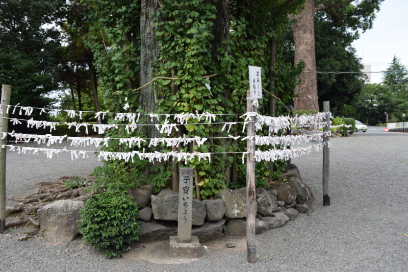 健軍神社_子寶 (こだから)いちょう