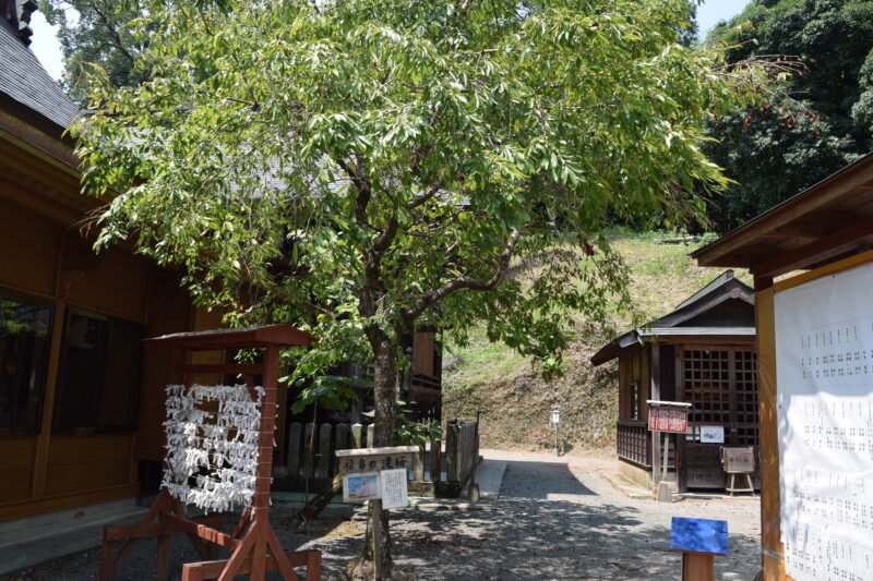 津森神社_福島の滝桜