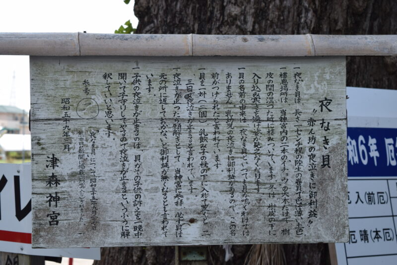 津森神社_夜泣き貝2
