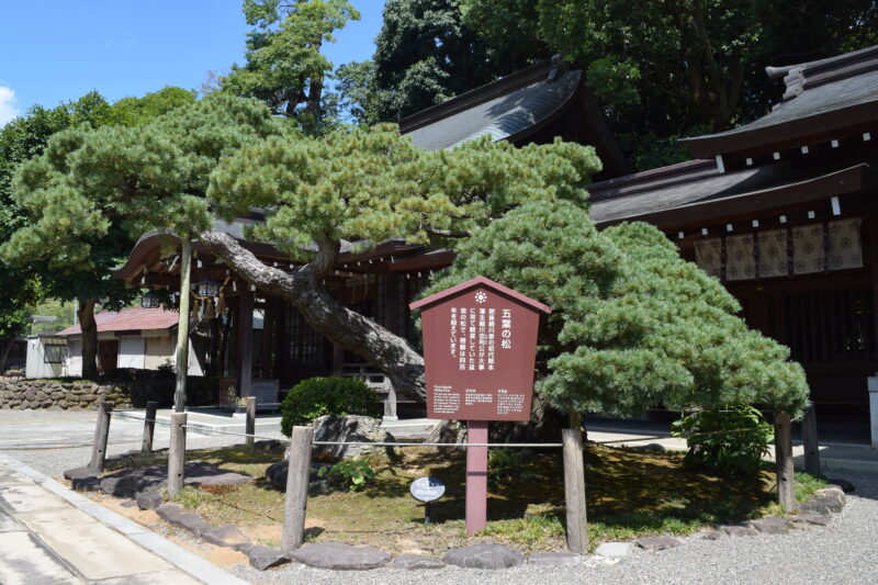 出水神社_五葉の松