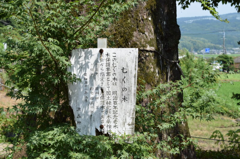 津森神宮_むくの木