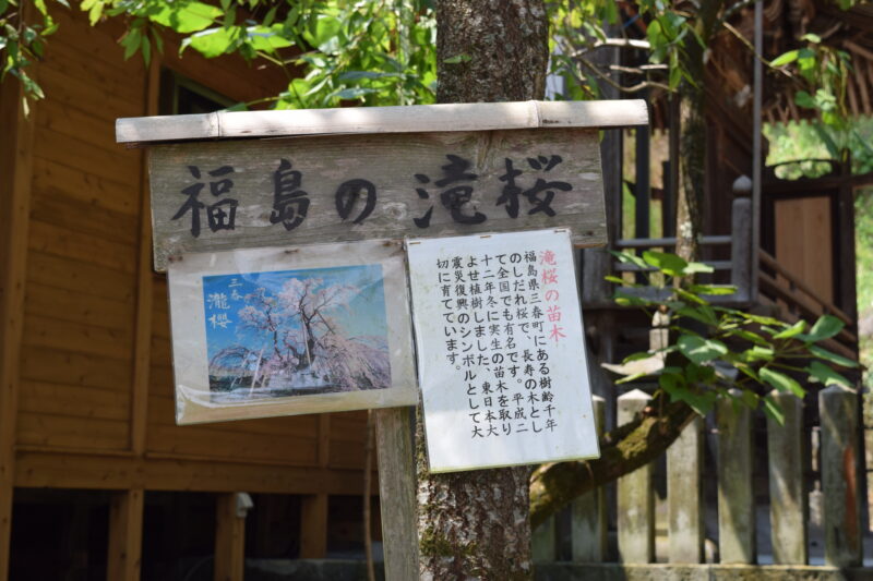 津森神社_福島の滝桜2