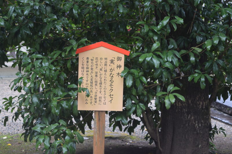 大宮神社_御神木2