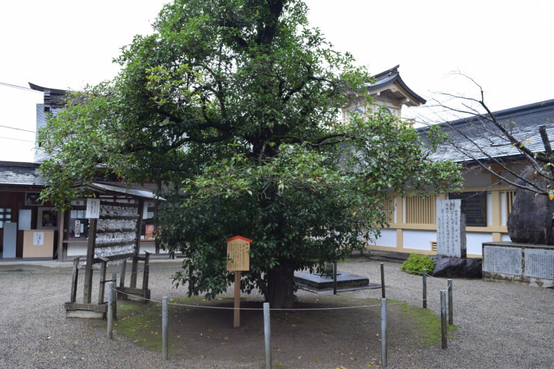 大宮神社_御神木1