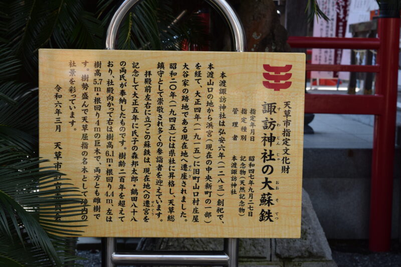 本渡諏訪神社_諏訪神社の大蘇鉄1