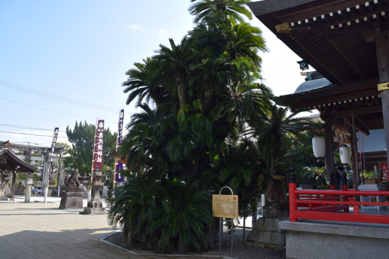 本渡諏訪神社_諏訪神社の大蘇鉄2