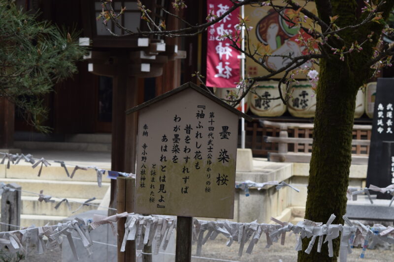 菊池神社_墨染桜2