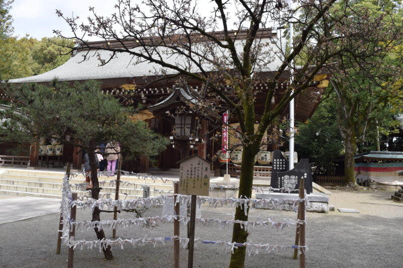 菊池神社_墨染桜