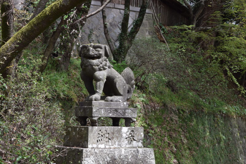 菊池神社_正面入口狛犬2