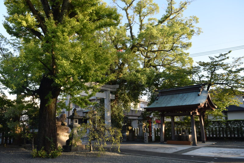 塩谷八幡宮_御神木