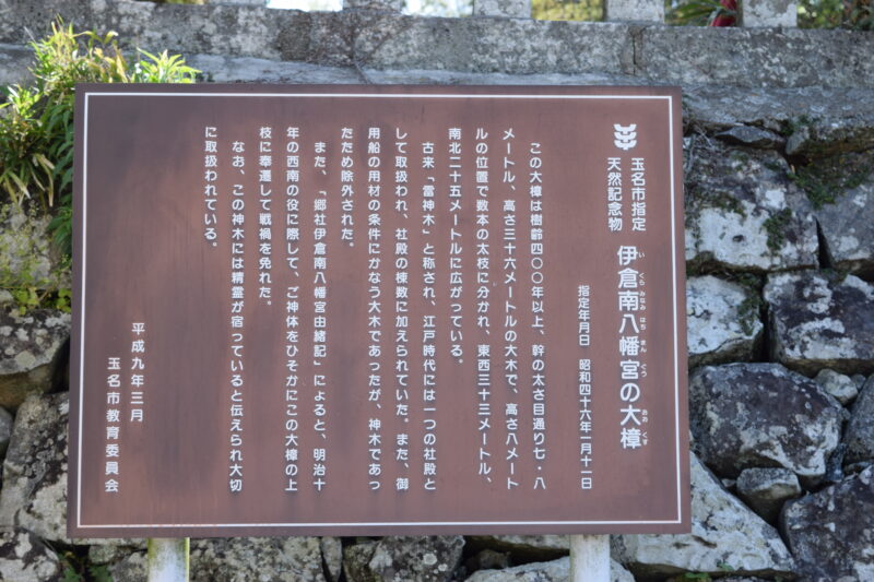 伊倉南八幡宮_入り口_伊倉南八幡宮の大楠2