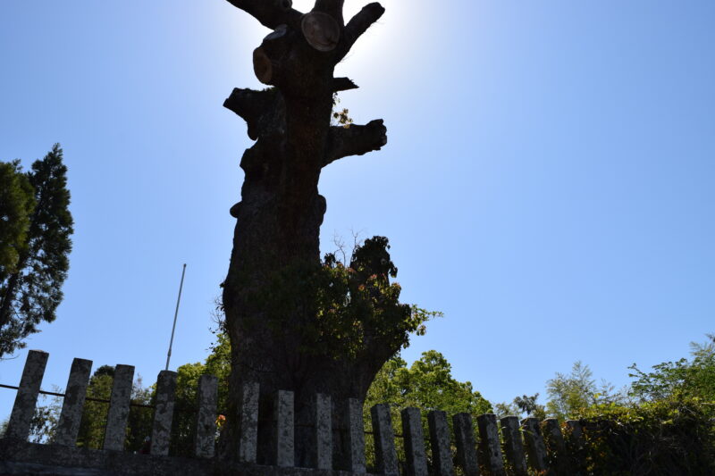 伊倉南八幡宮_入り口_伊倉南八幡宮の大楠3