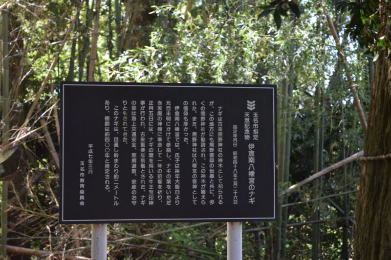 伊倉南八幡宮_伊倉南八幡宮のナギ2
