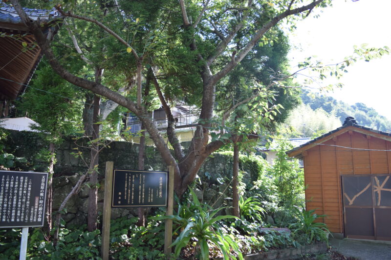湯島諏訪神社_銀杏2
