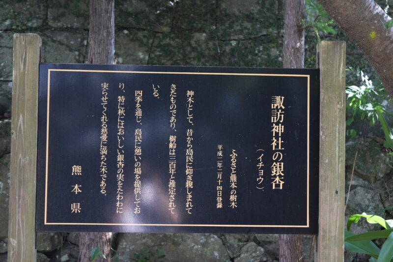 湯島諏訪神社_銀杏1