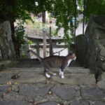 諏訪神社のギャラリー3