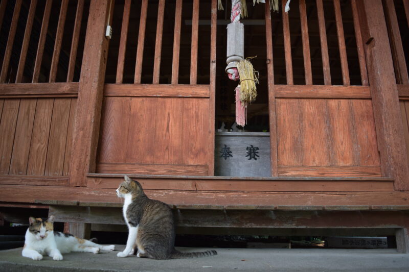 湯島諏訪神社_本堂3