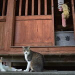 諏訪神社のギャラリー8