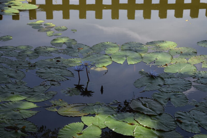 郡浦神社_小池2