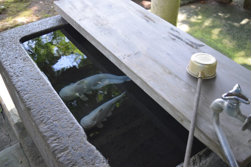 郡浦神社_打手水2