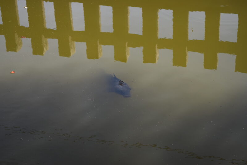 郡浦神社_小池3