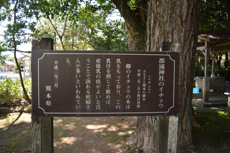 郡浦神社_イチョウ2