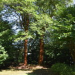 郡浦神社_ギャラリー6