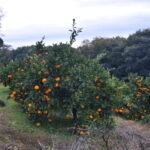 祈願合格神社_ギャラリー3