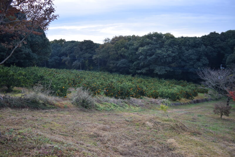 祈願合格神社_みかん畑1