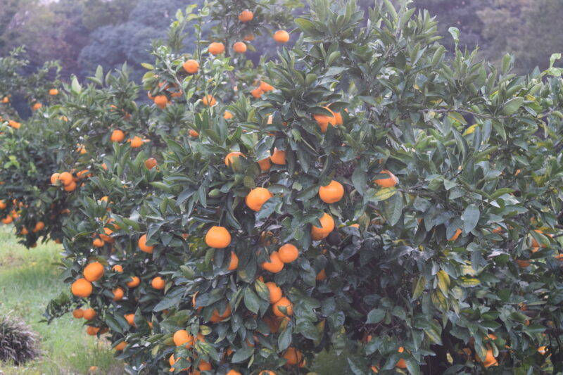 祈願合格神社_みかん畑2