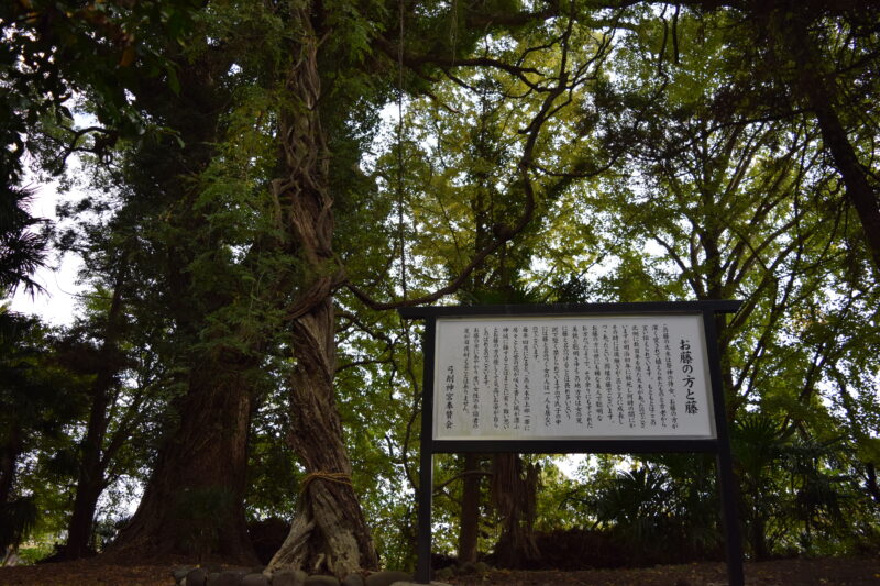 弓削神社_お藤の方と藤2