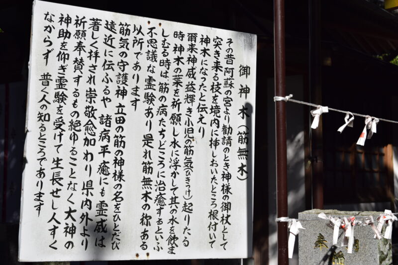 立田阿蘇三宮神社_御神木2