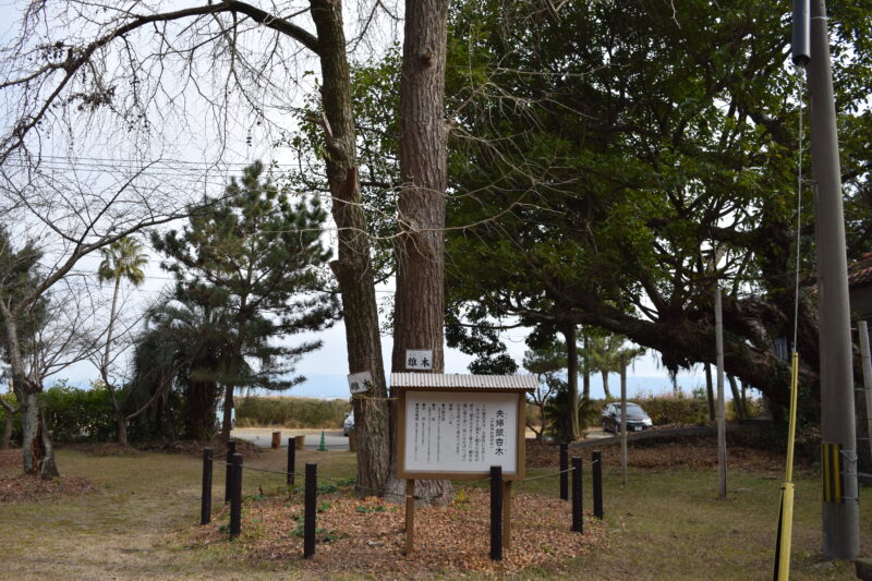 戸馳神社_夫婦の銀杏木