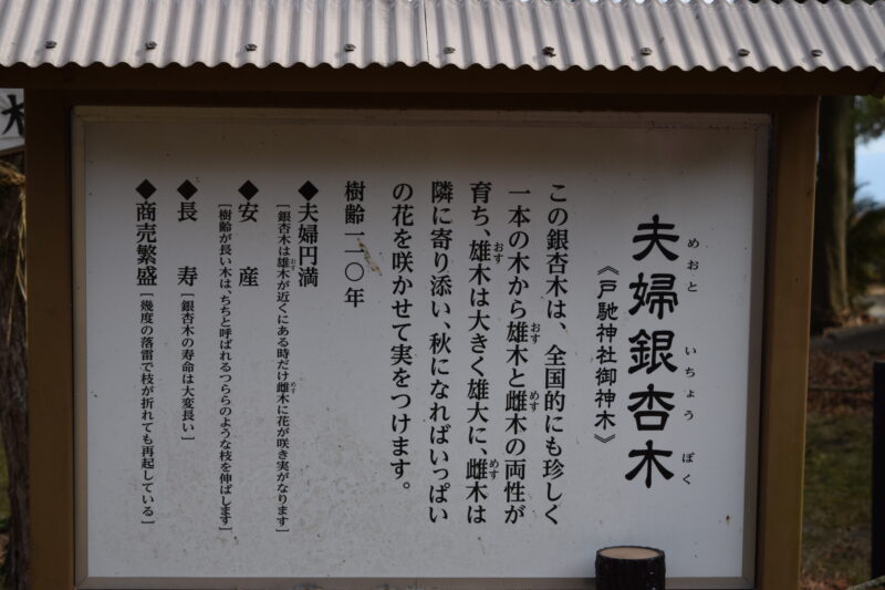 戸馳神社_夫婦の銀杏木2