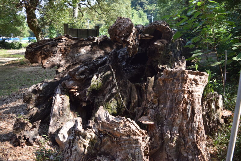 八王神社_姉イチイ3
